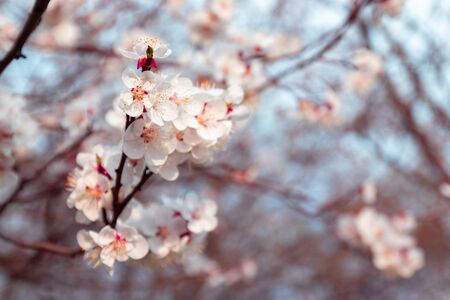 Spring branches of blossoming cherry macro with soft focus. Beautiful floral image of spring nature panoramic view.の写真素材