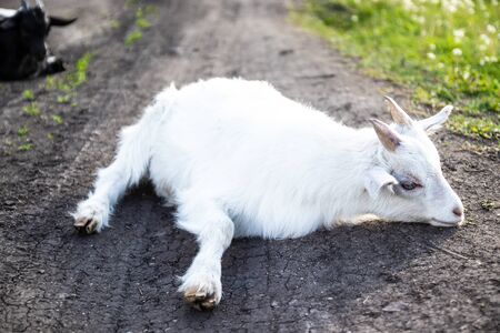 Cute black white goat laying in green grass on land on a farm on a sunny day in summerの写真素材