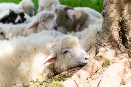 Cute clean fluffy lambs lie in the meadow and relax in the summerの写真素材
