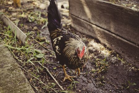 Beautiful black-red cock with a red crest, poultry yard in the henhouse.の写真素材