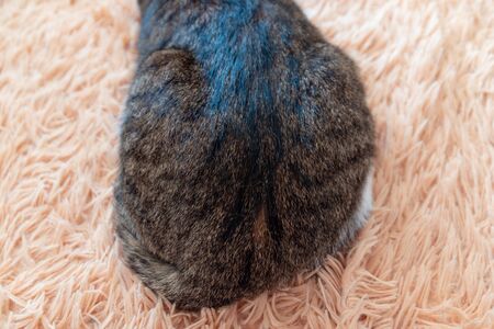 Picture of pet wool. Half of the cat in the photo.の写真素材