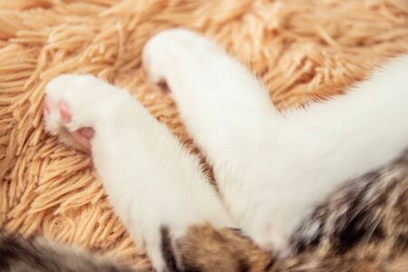 Fluffy striped tail and cat paws on a sofa. Sweet dream concept. Kitten sleeps on fur white blanketの写真素材