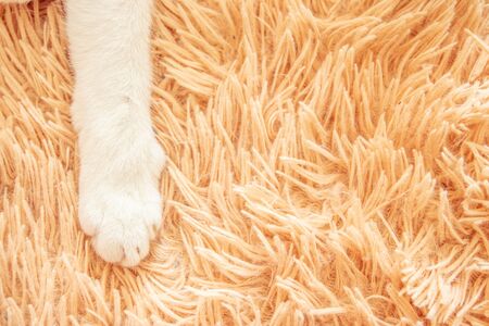 Closeup white cat paw in bed soft feeling holiday idea background.の写真素材