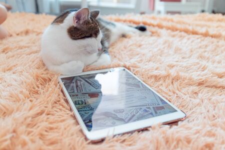 Tabby cat lies next to a tablet on the couch. Winter or autumn weekend concept, top view.の写真素材