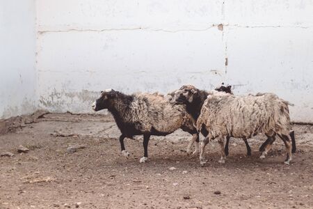 Cattle breeding concept. Adults with thick light-haired sheep on a farm.の写真素材