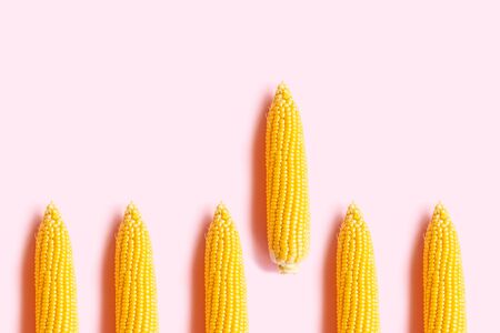 Raw ripe swing corn on a pink background. The view from the top.の写真素材