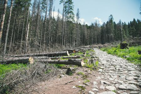 Ecological catastrophy. Illegal deforestation and further environmental problems of the planetの写真素材