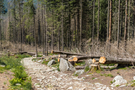 Illegal deforestation and further environmental problems of the planet, ecological catastrophy.