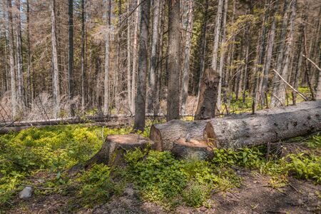 Illegal deforestation and further environmental problems of the planet, ecological catastrophy.の写真素材