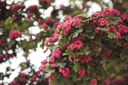 Spring season. Beautiful pink flowers on branches in blue sky.