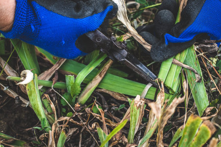 Gardening on farm in autumn or spring. Gardener cuts dry branches of pruning shears. Pruning bushes.