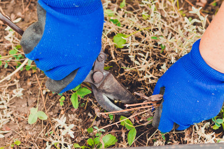 Gardening on farm in autumn or spring. Gardener cuts dry branches of pruning shears. Pruning bushes.