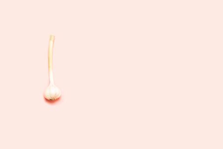 Fresh garlic head on a pink background with copy spaceの写真素材