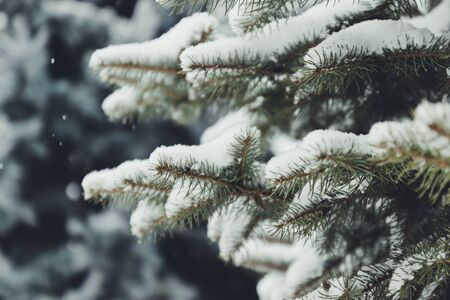 Merry christmas background. Green spiky fir branches decorated with snow. Horizontal photoの写真素材