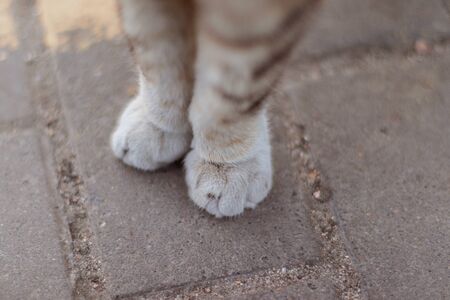 The nearly fluffy paws of a cat outsideの写真素材