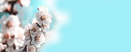 Blossoming cherry tree branches with copy space on a sky background. Spring time concept, web bannerの写真素材