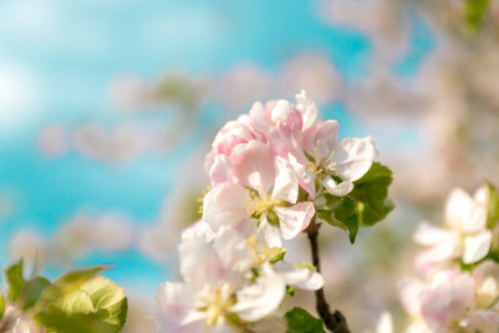 Closeup of branches of apple blossom on a blue background, blurred background, close up, selective...