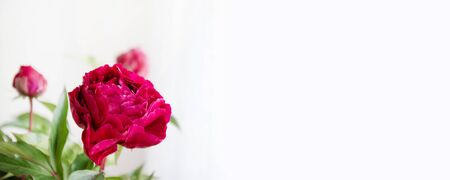 Beautiful red peony flowers bouquet , copy space, space for text.の写真素材