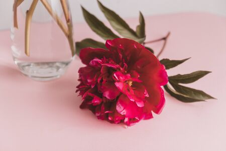 Beautiful red peony flower background, close upの写真素材