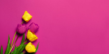 Beautiful yellow red tulips on a pink background with place for text. Greeting card bannerの写真素材