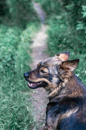 Cute yard dog sitting on path in forest. Vertical photoの写真素材