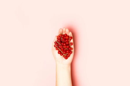 Hand holding fresh red currant on a pink backgroundの写真素材