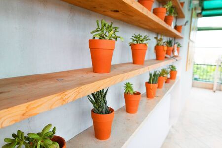 Succulent plants and cactus on a wood shelf.の写真素材