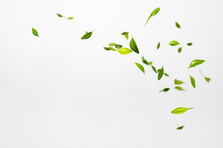 Falling random green leaves on white background. Levitation concept. Top view, Flat lay, Summer harvest conceptの写真素材