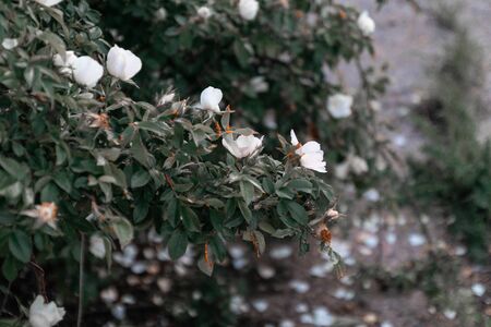 Blooming beautiful white rose bush in the garden in the springの写真素材