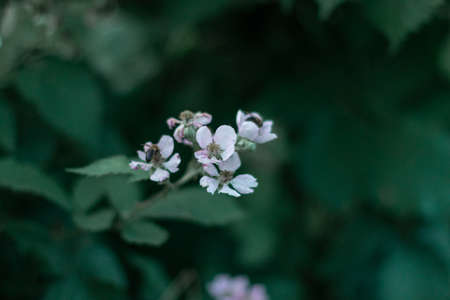 Closeup shot of blossomed white flowers and unripe blackberriesの写真素材
