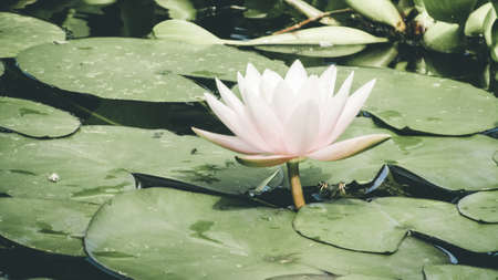 Beautiful pink water lily and green leaves on river in parkの写真素材