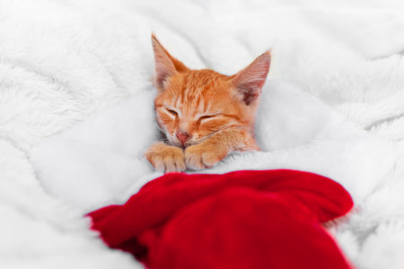little red baby kitten is lying in christmas cap on a sofa and sleeps peacefully, Christmas...