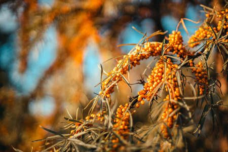 Ripe orange sea buckthorn berries grow on a tree branch in the sunlightの写真素材