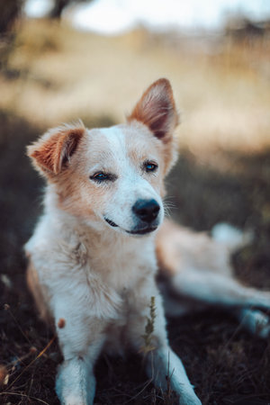 Cute redhead white dog lies and rests on the grass in the park, vertical orientation. Beautiful...