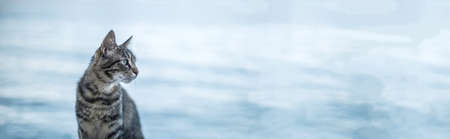 Adult tabby cat relaxes on sea background with copyspaceの写真素材