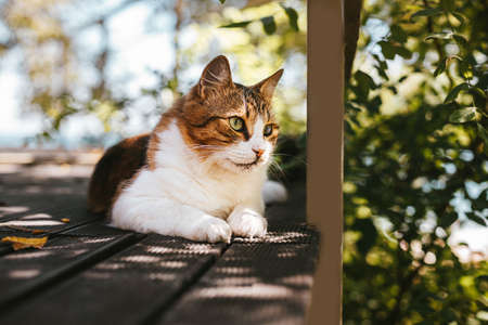 Fluffy tabby cat resting on a wooden veranda in summer with copy space. Rest and relaxation conceptの写真素材