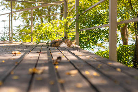Fluffy tabby cat resting on wooden veranda in summer with copy space. Rest and relaxation conceptの写真素材