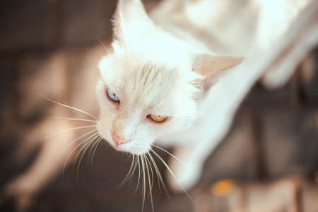 Beautiful white fur cat with multi-colored blue and yellow eyes, from above, close up. Kitten with different colored eyes.の写真素材