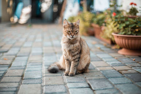 Beautiful striped fluffy cat with green eyes sits on the porch near the houseの写真素材