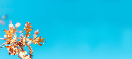 Beautiful autumn landscape with colorful foliage on blue sky. Colorful background, fall backdrop