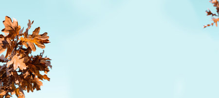 Beautiful gold brown oak leaves branch on blue sky background. Beautiful fall nature scene. Autumn nature landscape with copy space for textの写真素材