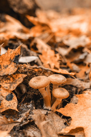 Brown ginger Agaric honey mushrooms with orange caps grow on a stump in the autumn forest
