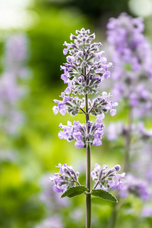 Hederacea Glechoma with purple flowers in a summer garden. Catmint