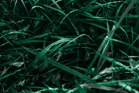 Dark green grass and dew drops on a greenery in the morning light.