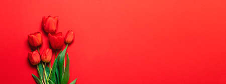 Beautiful red tulips on pink background. Lovely greeting card with tulips for Mothers day, weddingの写真素材