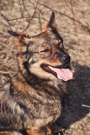 Cute playful brown dog with tongue sticking out or pet basking in the sun in the park. Happiness...