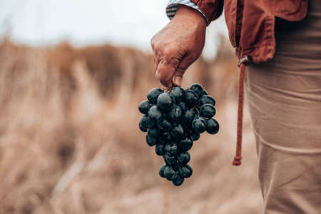 Closeup of a hand with blue ripe grapes. Fresh blue bunches of grapes. The concept of winemaking, wine, vegetable garden, cottage, harvestの写真素材