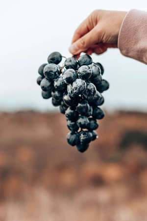 Closeup of farmers hand with black or blue bunch grapes. Fresh blue bunches of grapes. Harvesting in autumnの写真素材