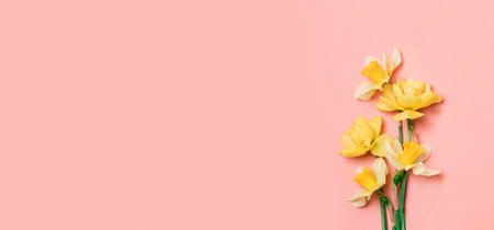 Yellow daffodil with copy space. Beautiful spring flowers on pink background with copy space. Flat...
