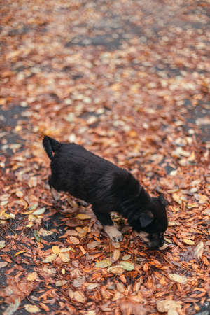 Charming puppy dog walks in the autumn park. Wet leaves after rain in the forestの写真素材